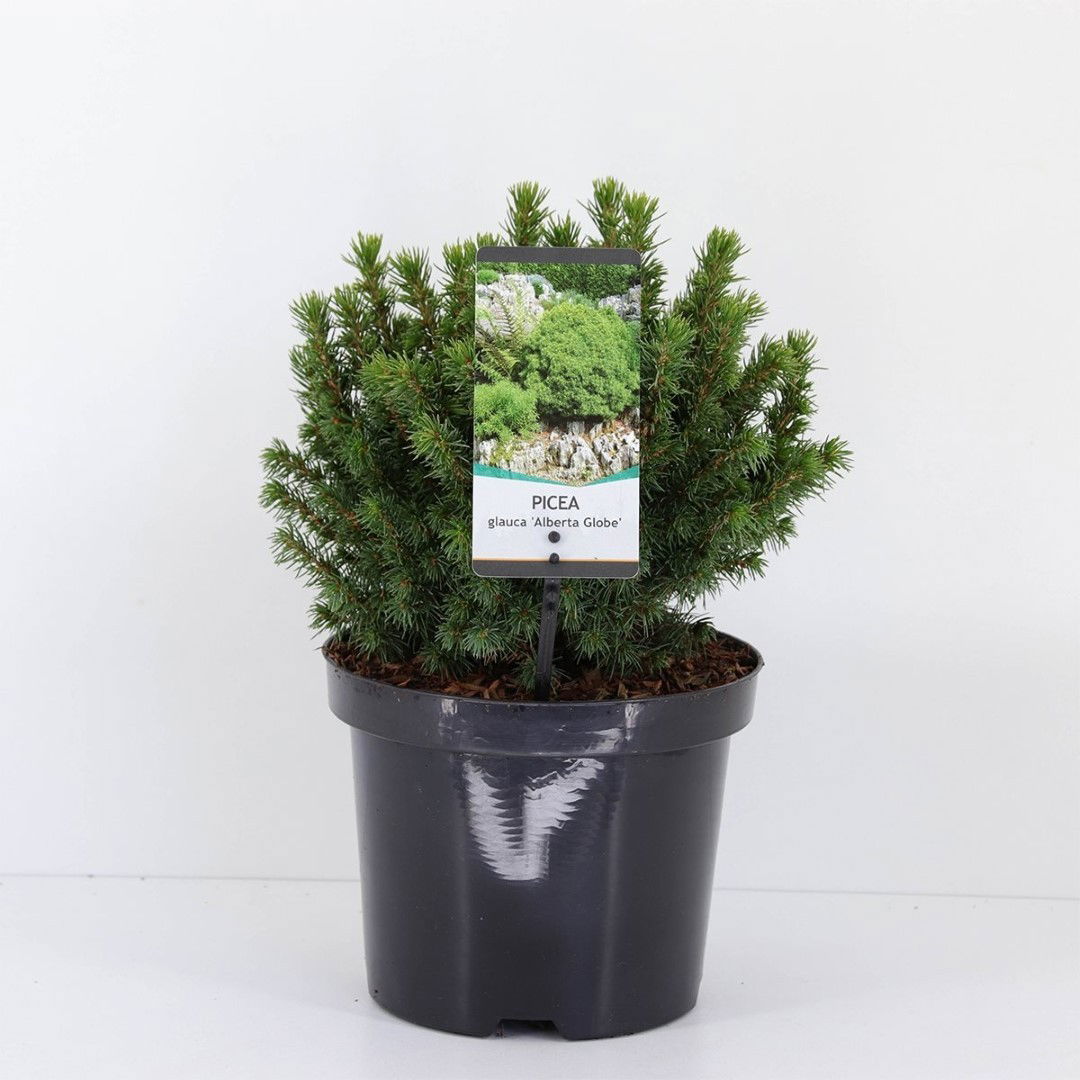 Warentuin natuurlijk Picea glauca alberta globe - 