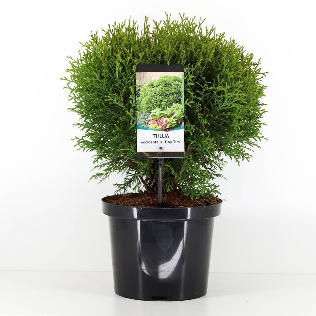 Warentuin natuurlijk Thuja occidentalis tiny tim 30-40 cm - 