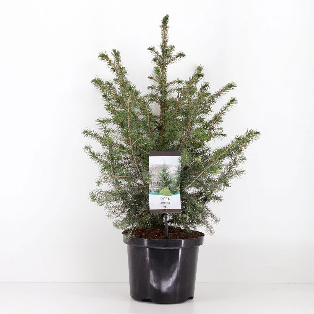 Warentuin natuurlijk Picea omorika 50-60 cm - 