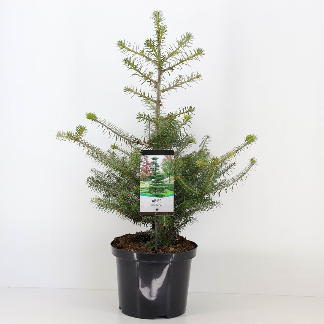 Warentuin natuurlijk Abies koreana 80 cm - 