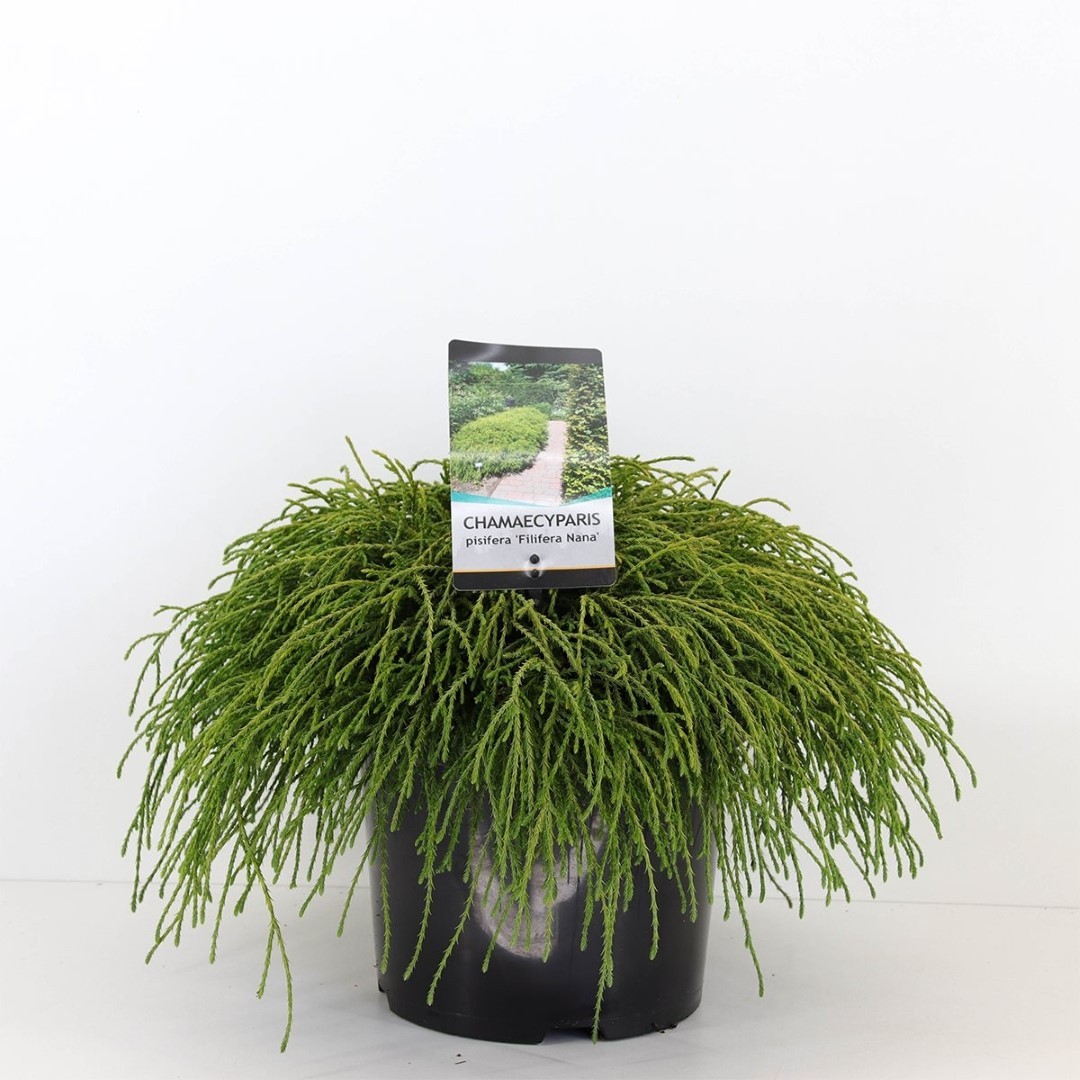 Warentuin natuurlijk Chamaecyparis pis filifera nana 45 cm - 