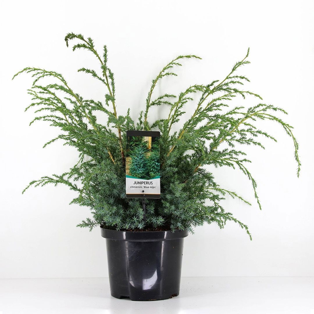 Warentuin natuurlijk Juniperus chinensis blue alps 70 cm - 