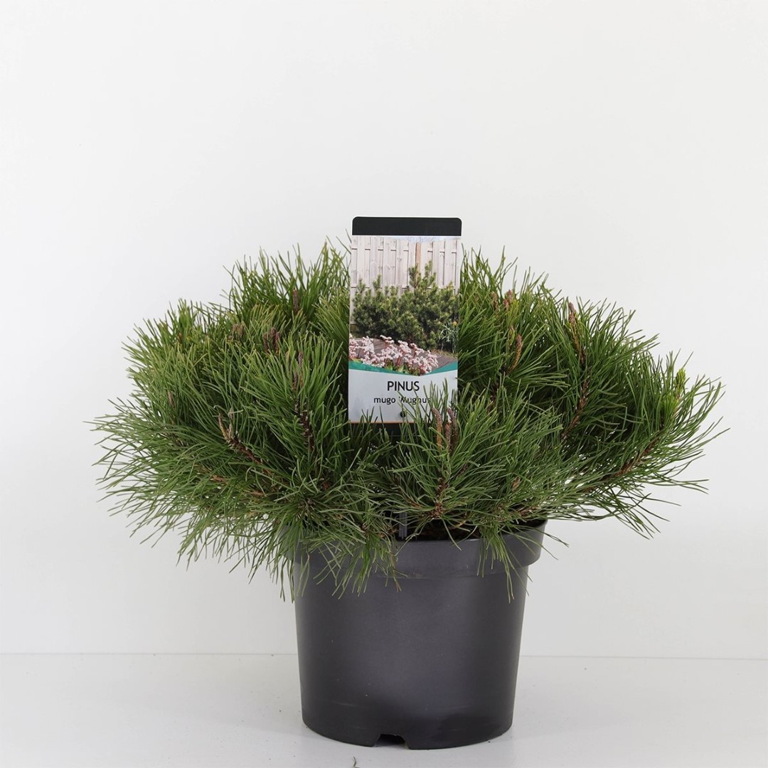 Warentuin natuurlijk Pinus mugo mughus 30-40 cm - 