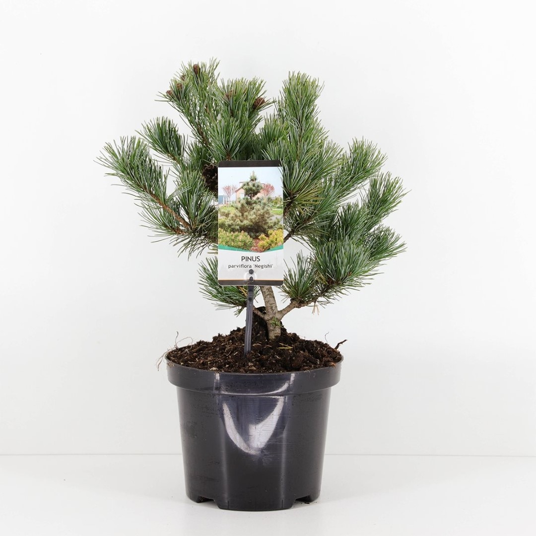 Warentuin natuurlijk Pinus parviflora negishi 25-30 cm - 