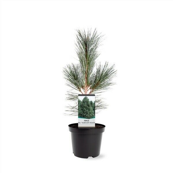 Warentuin natuurlijk Pinus flexilis VanderWolf s Pyramid 30-40 cm Conifeer - 