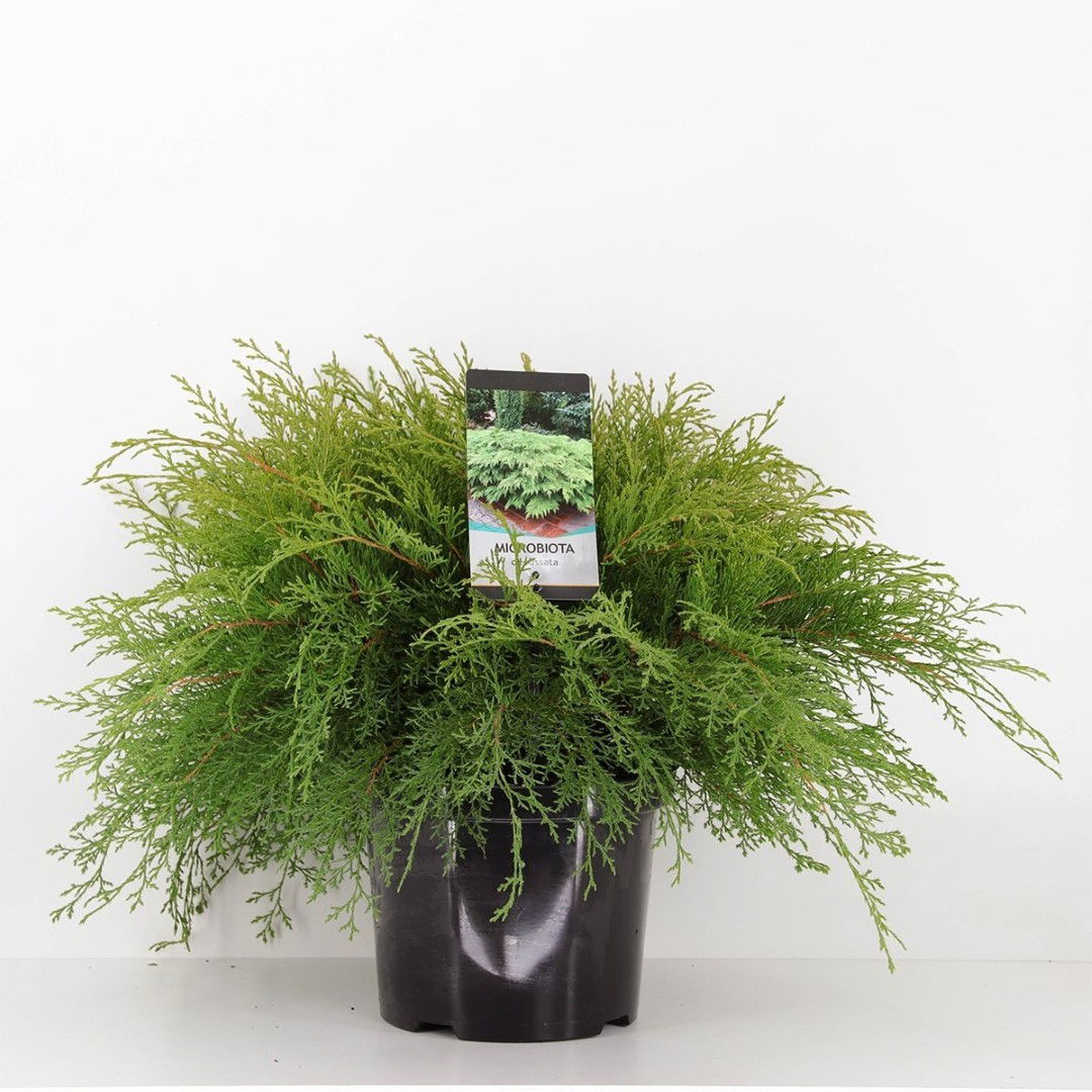 Warentuin natuurlijk Microbiota decussata 40-50 cm - 
