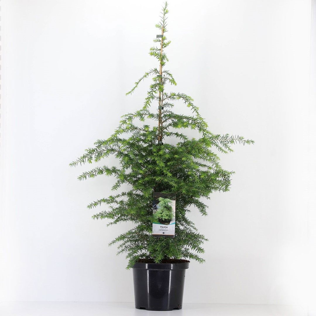 Warentuin natuurlijk Tsuga canadensis 60-80 cm - 