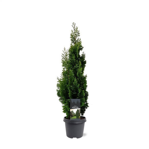 Warentuin natuurlijk Thuja occidentalis Degroot Spire 60-80 cm Conifeer - 