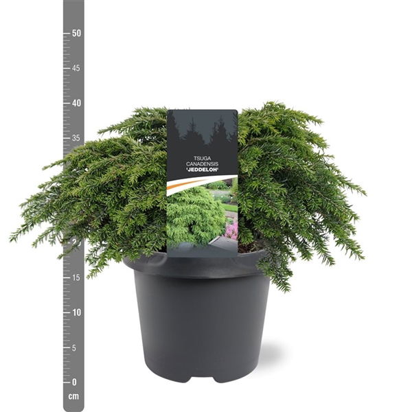 Warentuin natuurlijk Tsuga canadensis Jeddeloh 30-40 cm Conifeer - 