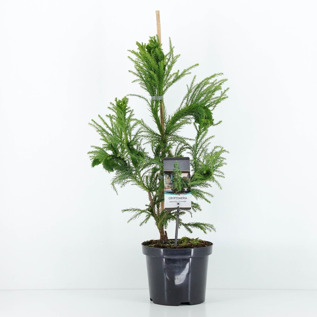 Warentuin natuurlijk Cryptomeria jap cristata 65 cm - 