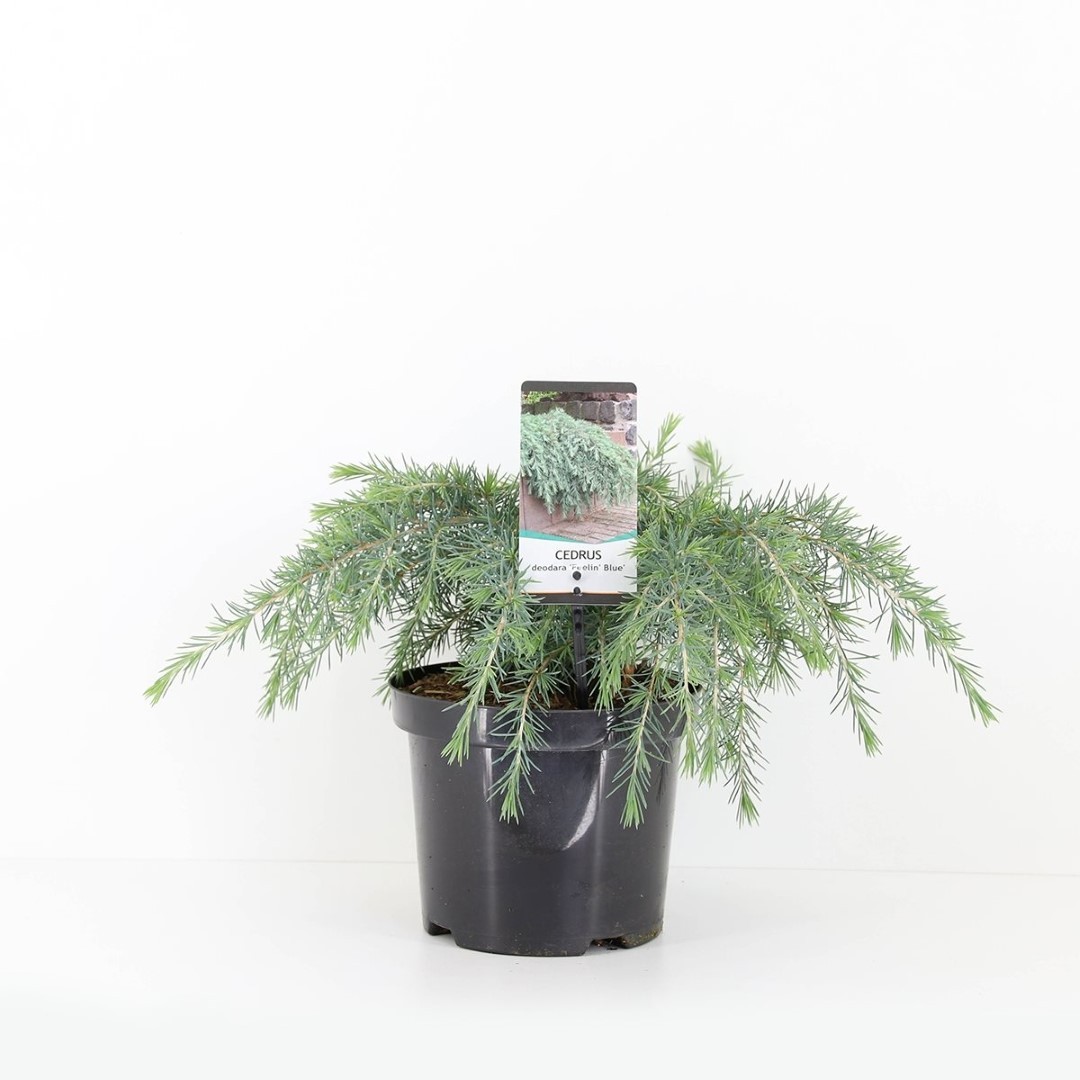 Warentuin natuurlijk Cedrus deodara feelin blue 40 cm - 