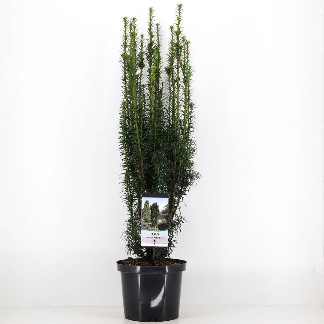 Warentuin natuurlijk Taxus baccata fastigiata 60-80 cm - 