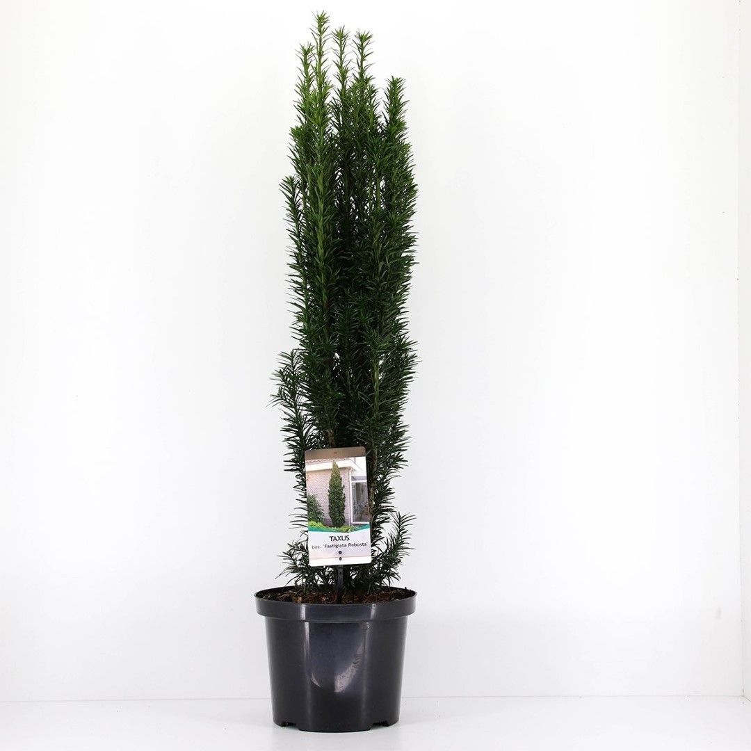 Warentuin natuurlijk Taxus baccata fastigiata robusta 60-80 cm - 