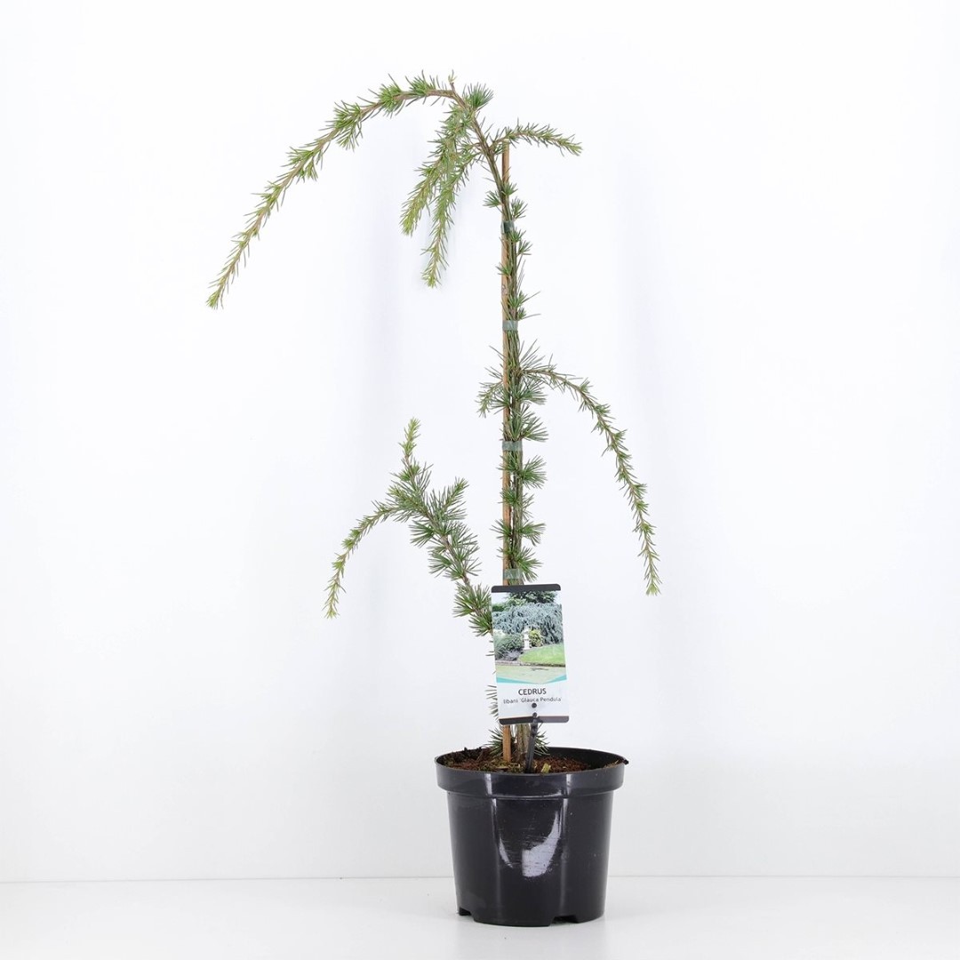 Warentuin natuurlijk Cedrus libani glauca pendula 75 cm - 