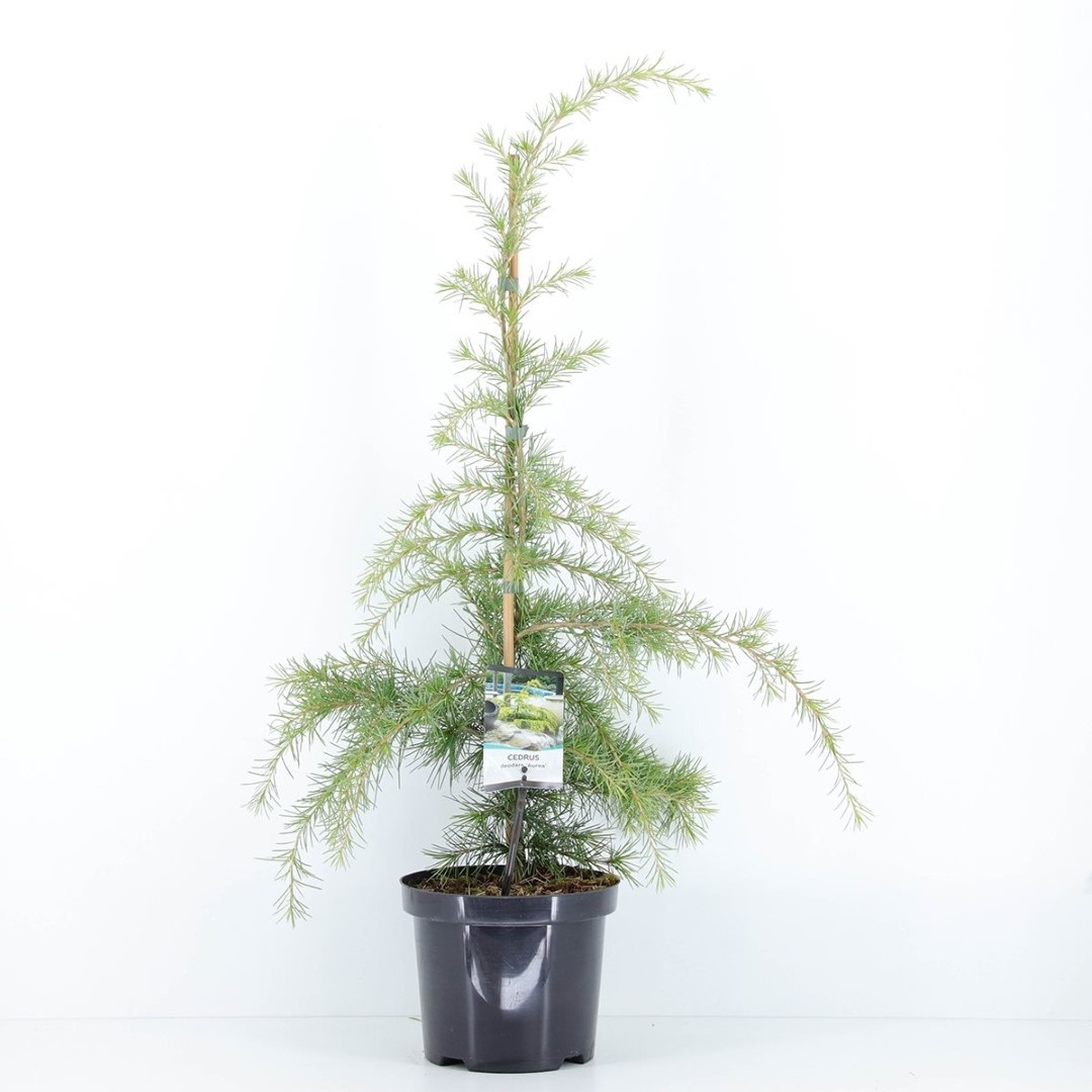 Warentuin natuurlijk Cedrus deodara aurea 75 cm - 