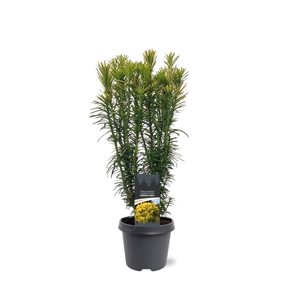 Warentuin natuurlijk Cephalotaxus harringtonii Korean Gold 40-50 cm Conifeer - 