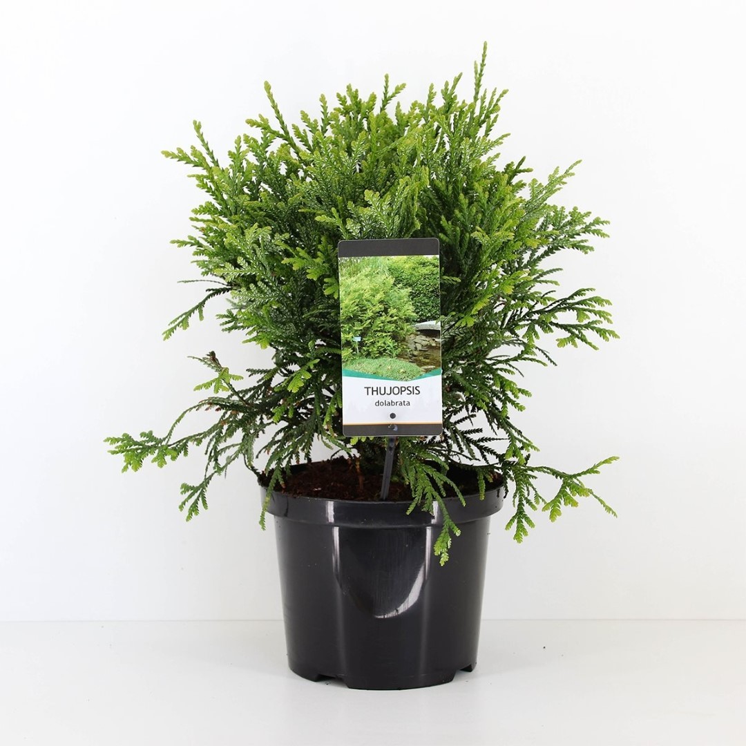 Warentuin natuurlijk Thujopsis dolabrata 40-50 cm - 