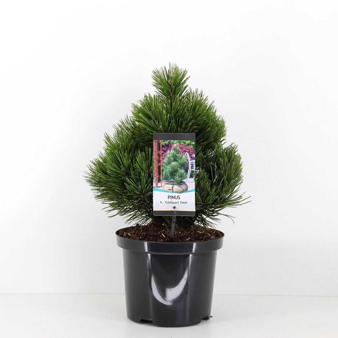 Warentuin natuurlijk Pinus heldreichii compact gem 30-40 cm - 