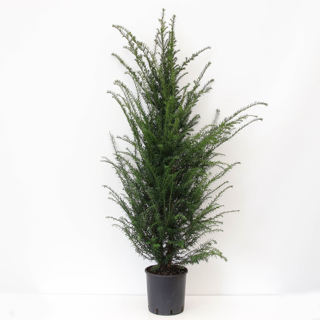 Warentuin natuurlijk Taxus baccata 120-150 cm - 