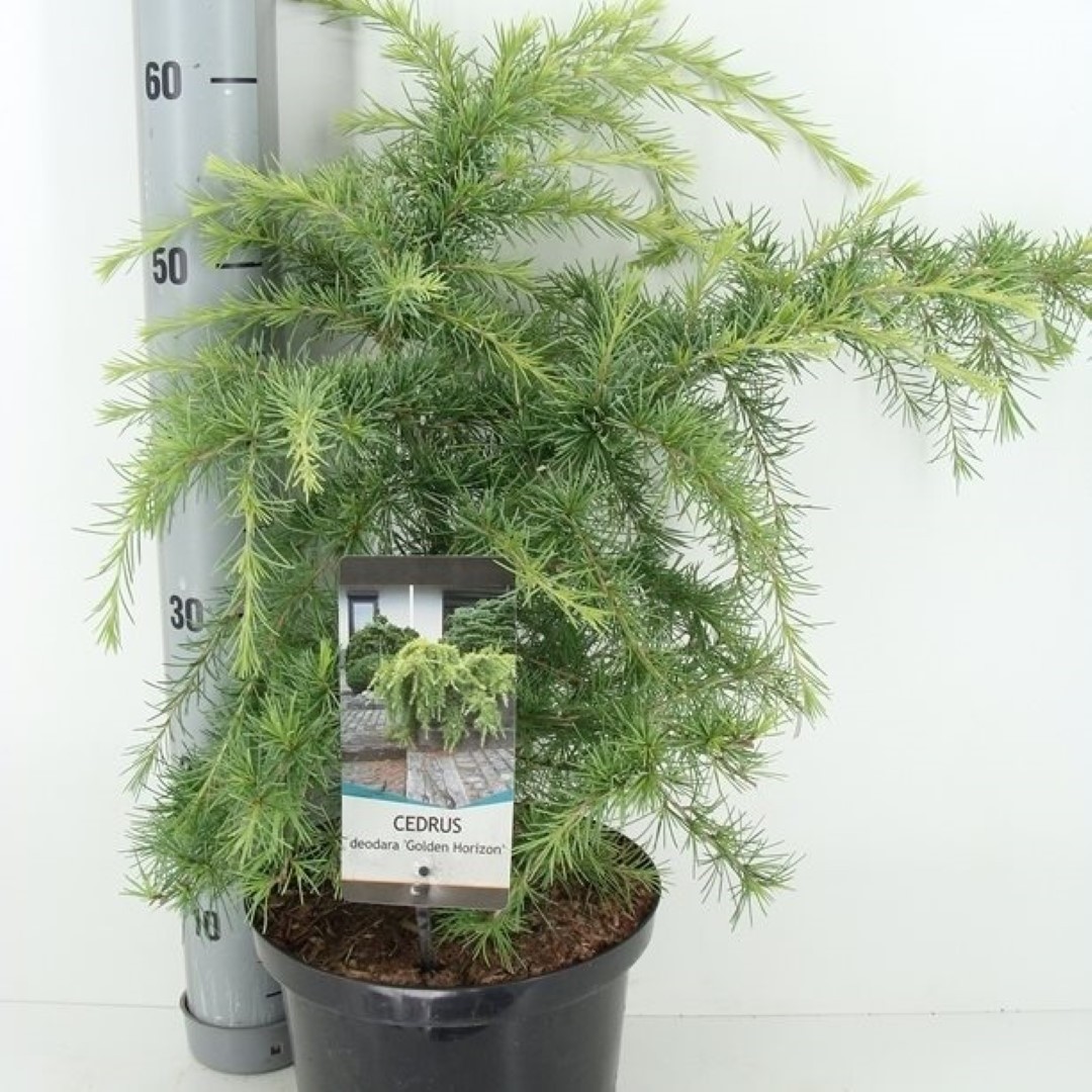 Warentuin natuurlijk Cedrus deodara golden horizon 60 cm - 