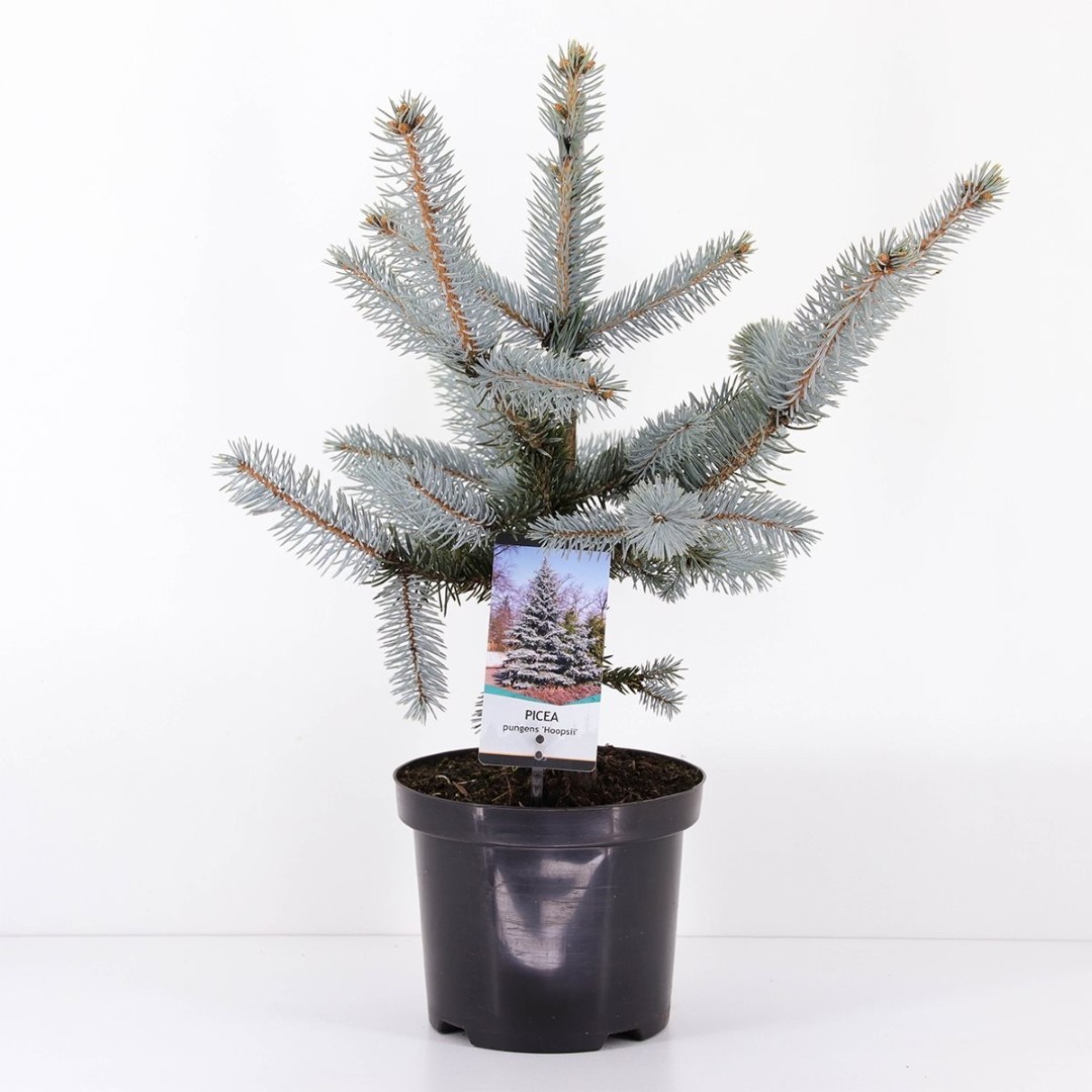 Warentuin natuurlijk Picea pungens hoopsii 30-40 cm - 