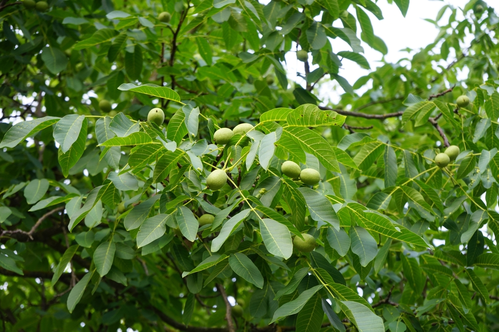 Tuinplant.nl Gewone walnoot/okkernoot