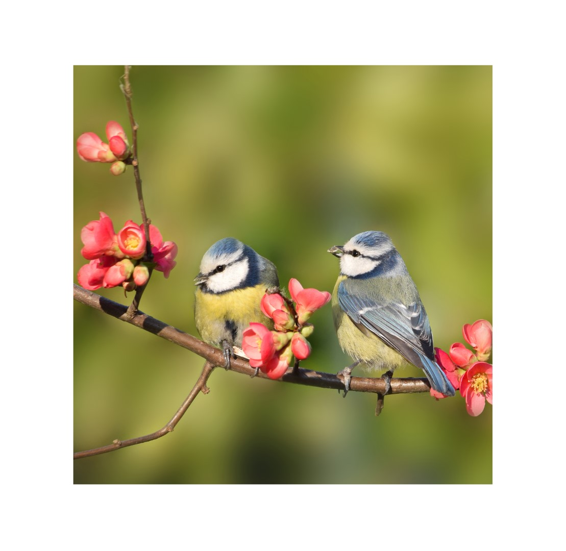 Annas collection Buiten Canvas 58 x 58 cm Pimpelmees - 