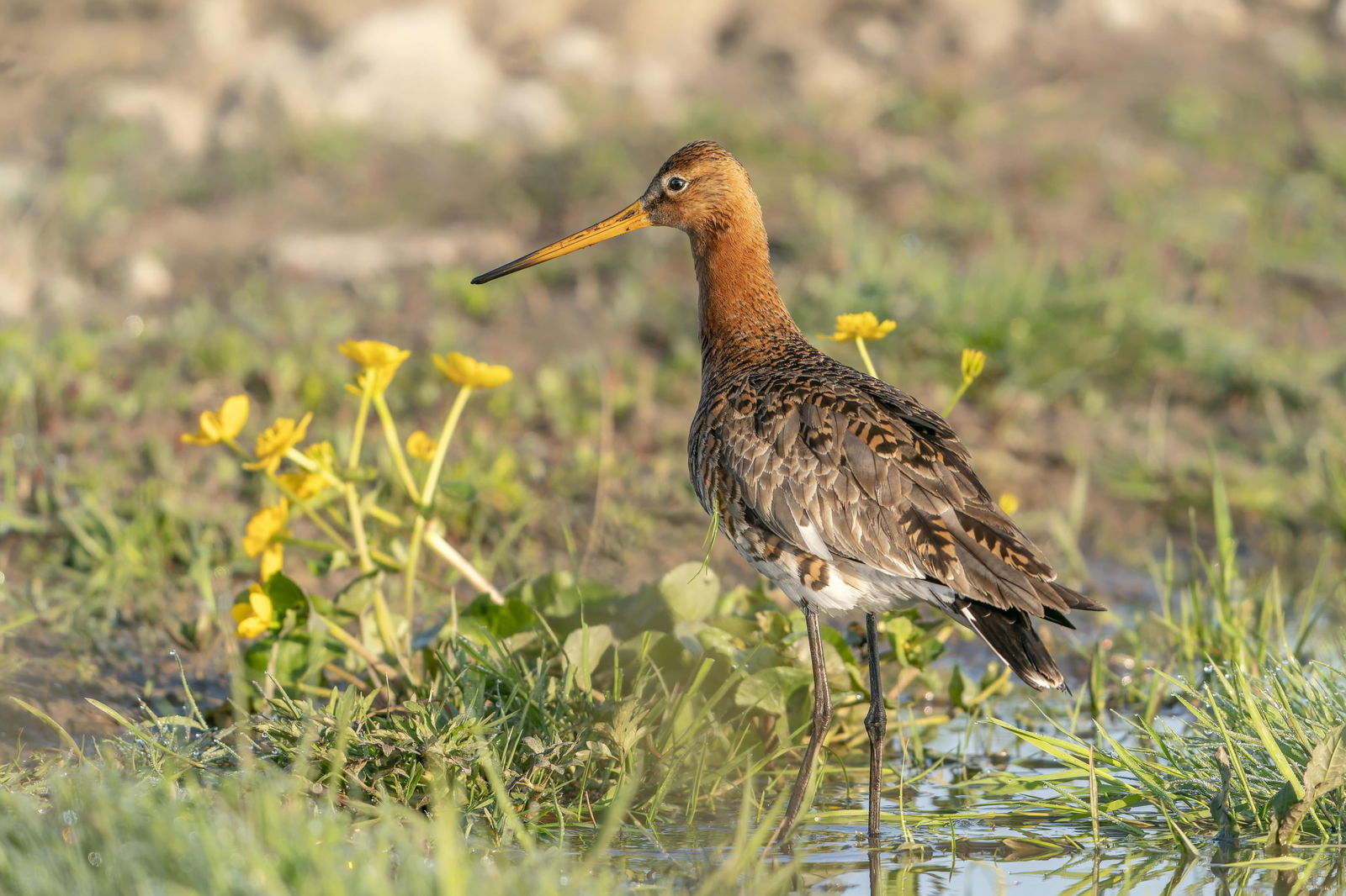 Customize it Tuinschilderij limosa lim 130x70 - 