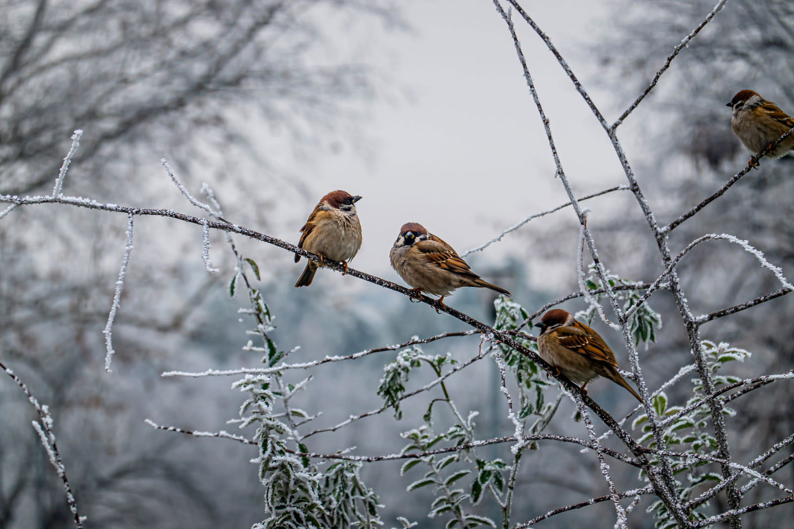 Customize it Tuinschilderij musjes winter 130x70 - 