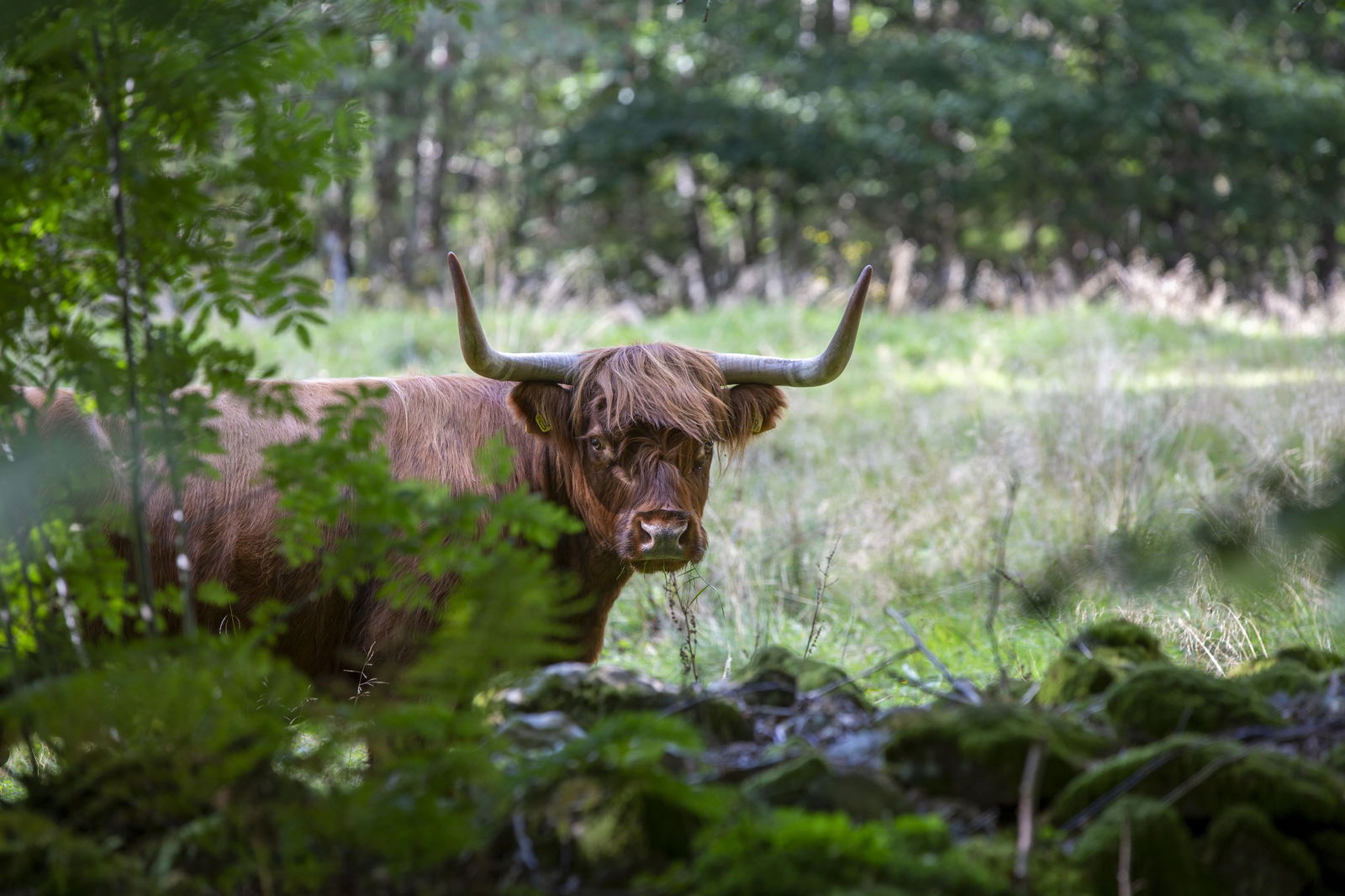 Customize it Tuinschilderij highl cattle 130x70 - 