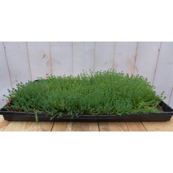 Warentuin natuurlijk Sedum mat dak in plastic tray 30x50cm - 