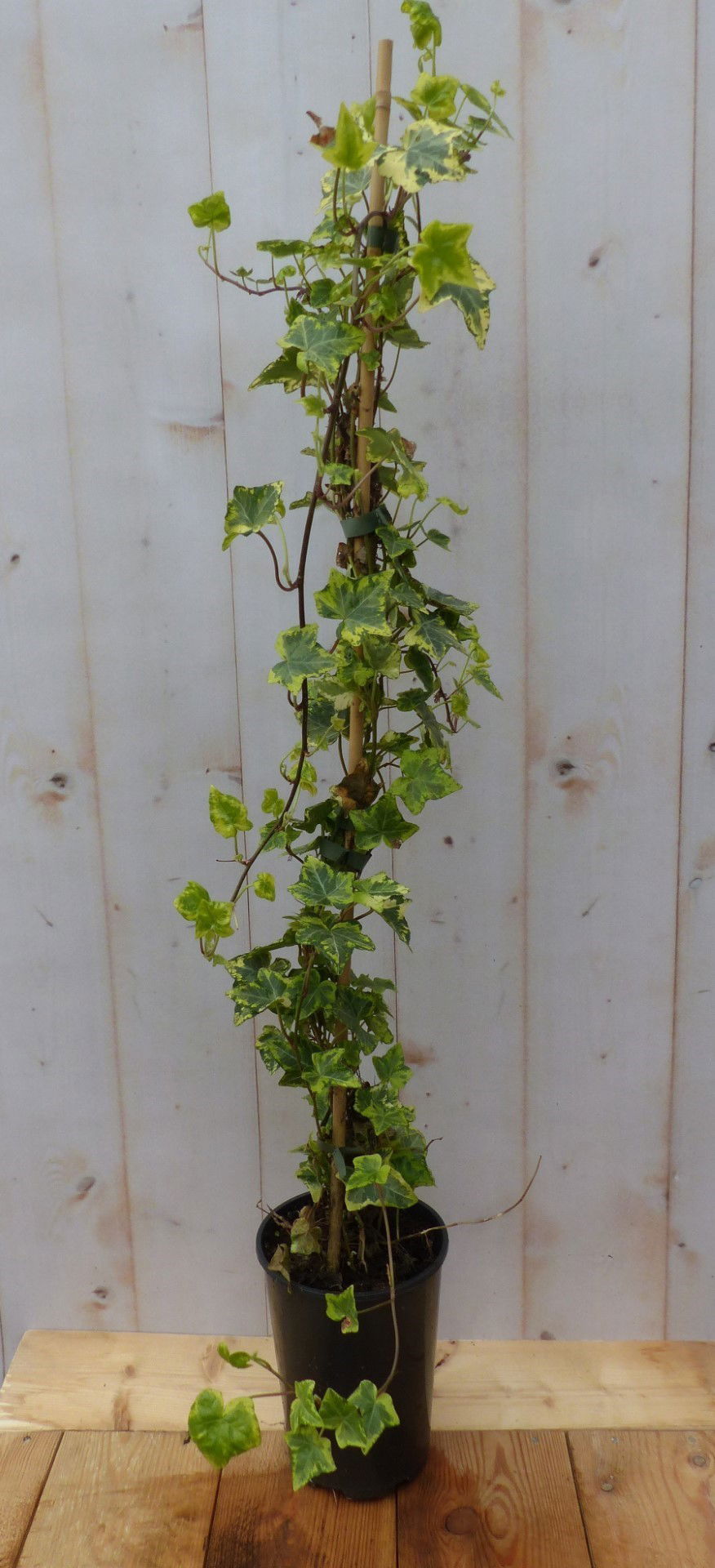 Warentuin natuurlijk Hedera klimop groenblijvend geelbont beel - 
