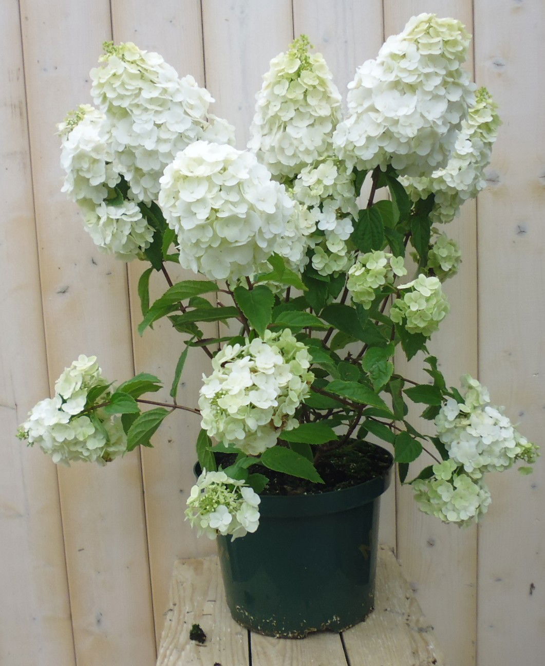 Warentuin natuurlijk Pluim Hortensia Hydrangea Wit - 