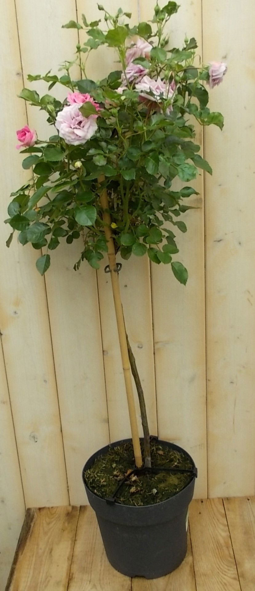 Warentuin natuurlijk Stamroos 100 cm roze - 