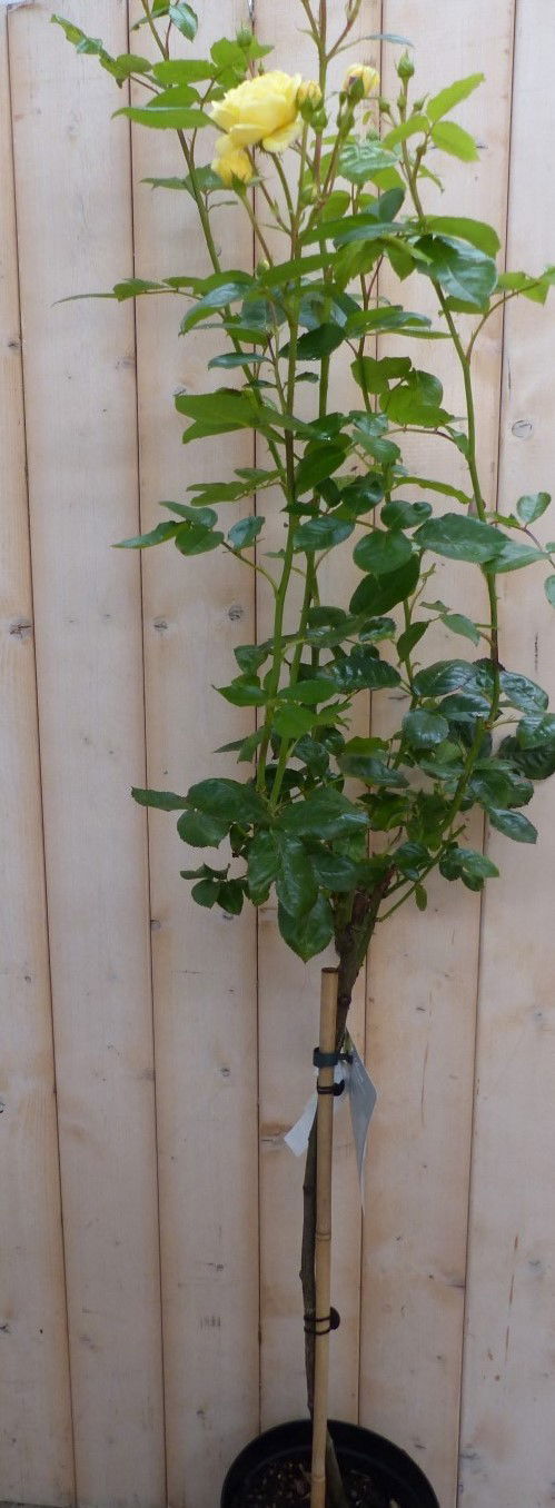 Warentuin natuurlijk Stamroos 100 cm geel - 