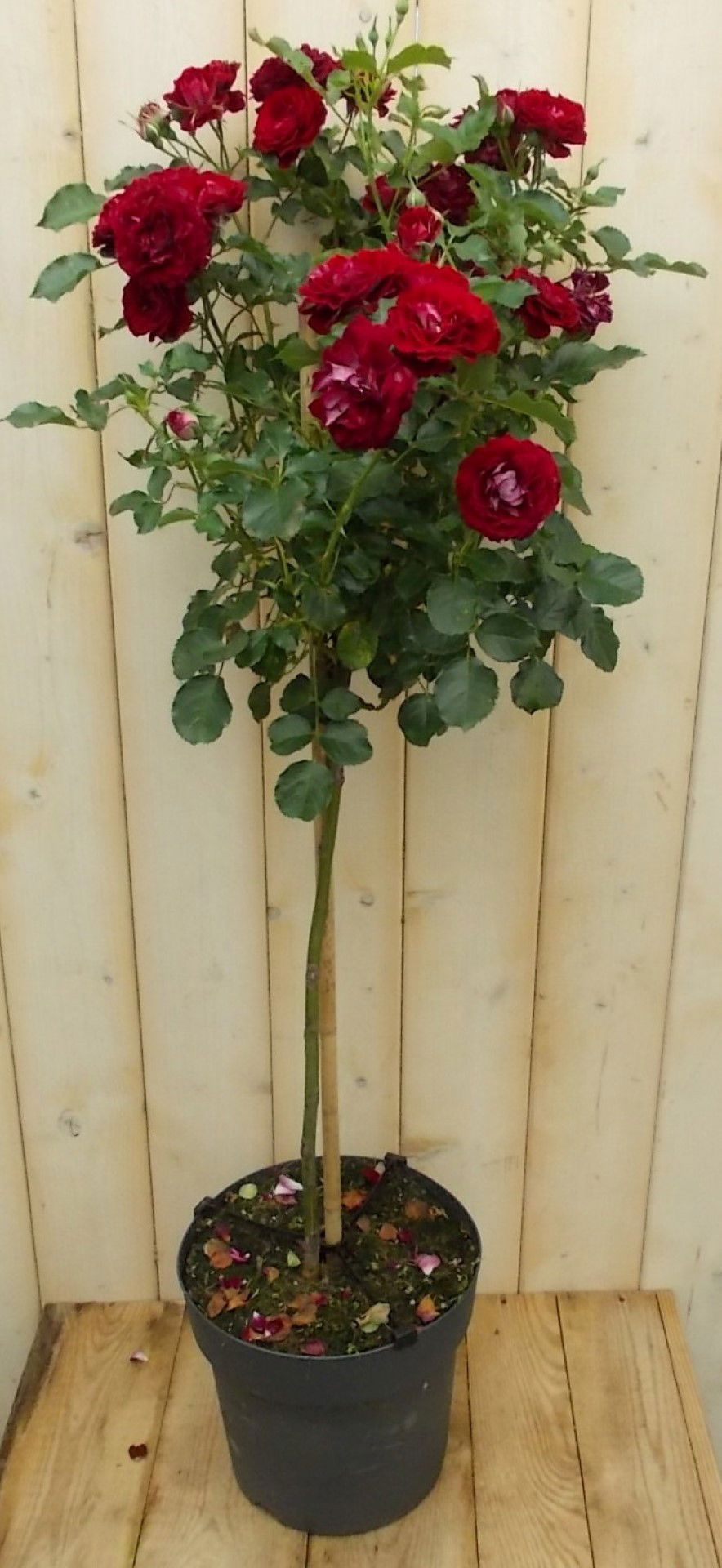 Warentuin natuurlijk Stamroos 100 cm rood - 