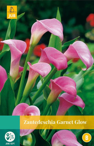 Jub Zantedeschia garnet glow, 1 bloembol - 