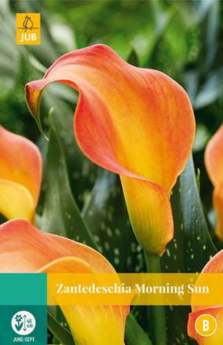 Jub Zantedeschia morning sun, 1 bloembol - 