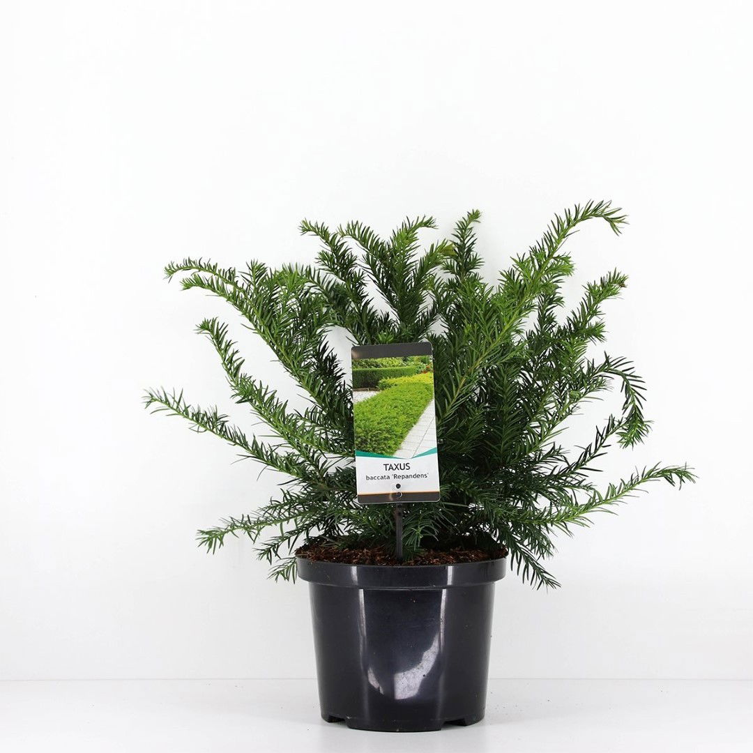 Warentuin natuurlijk Taxus baccata summergold 40-50 cm - 