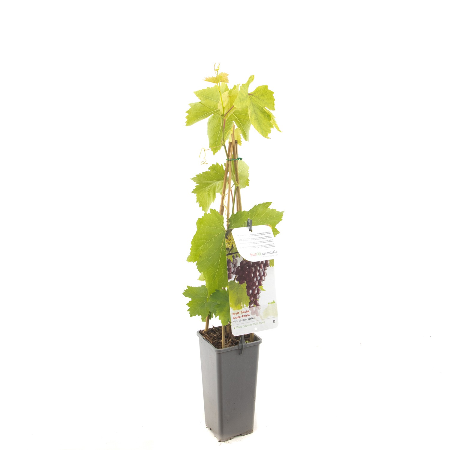 Fruithof Vitis vinifera Heike - 