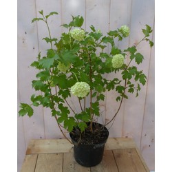 Warentuin natuurlijk Viburnum Gelderse Roos Heester 80 cm met mooie witte bloemen - 