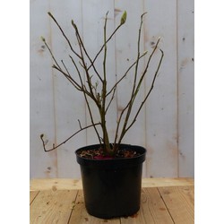 Warentuin natuurlijk Magnolia Soulangeana Tulpenboom - 