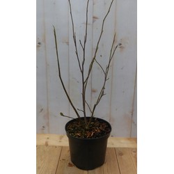 Warentuin natuurlijk Magnolia Susan Tulpenboom Struikje 70 cm - 