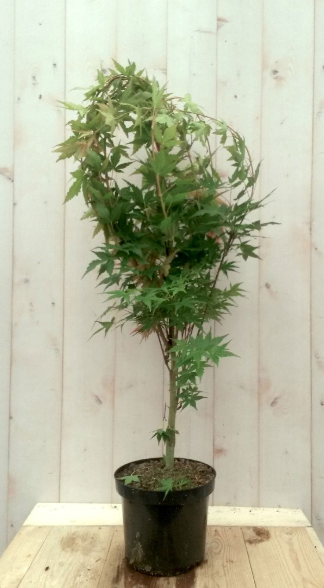 Warentuin natuurlijk Japanse esdoorn groen groot blad 90 cm struikje - 