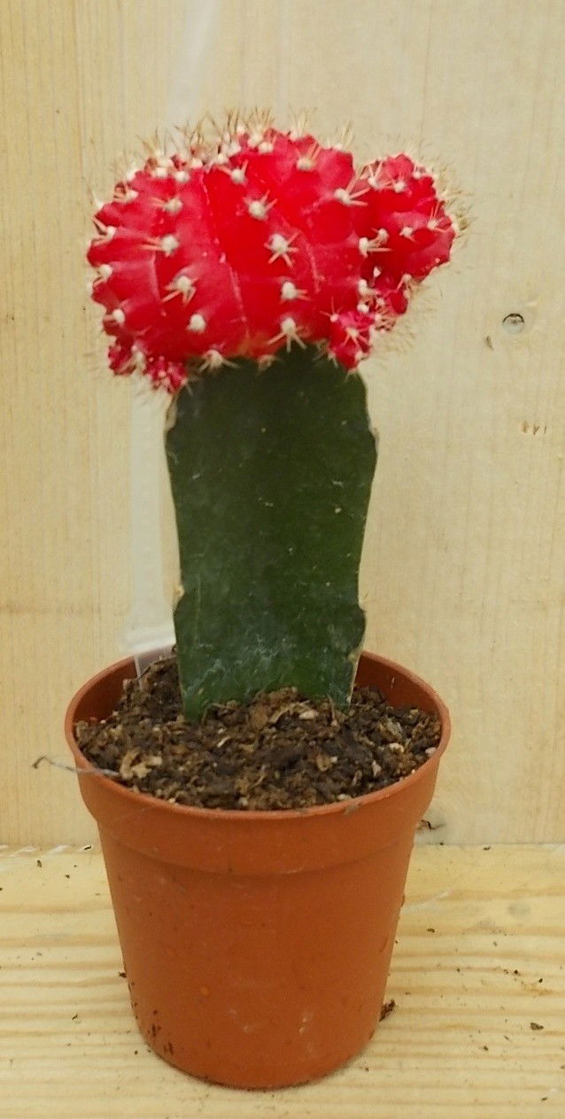 Warentuin natuurlijk 3 stuks! Kamerplant Cactus Rood/oranje mini - 