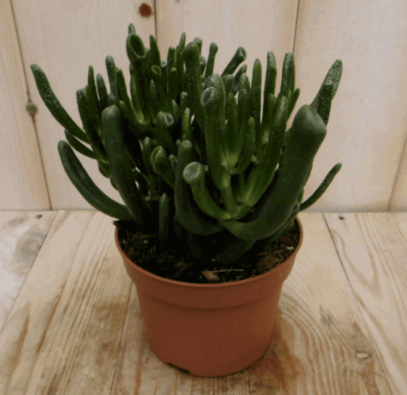 Warentuin natuurlijk 2 stuks! Kamerplant Vetplant koraal - 