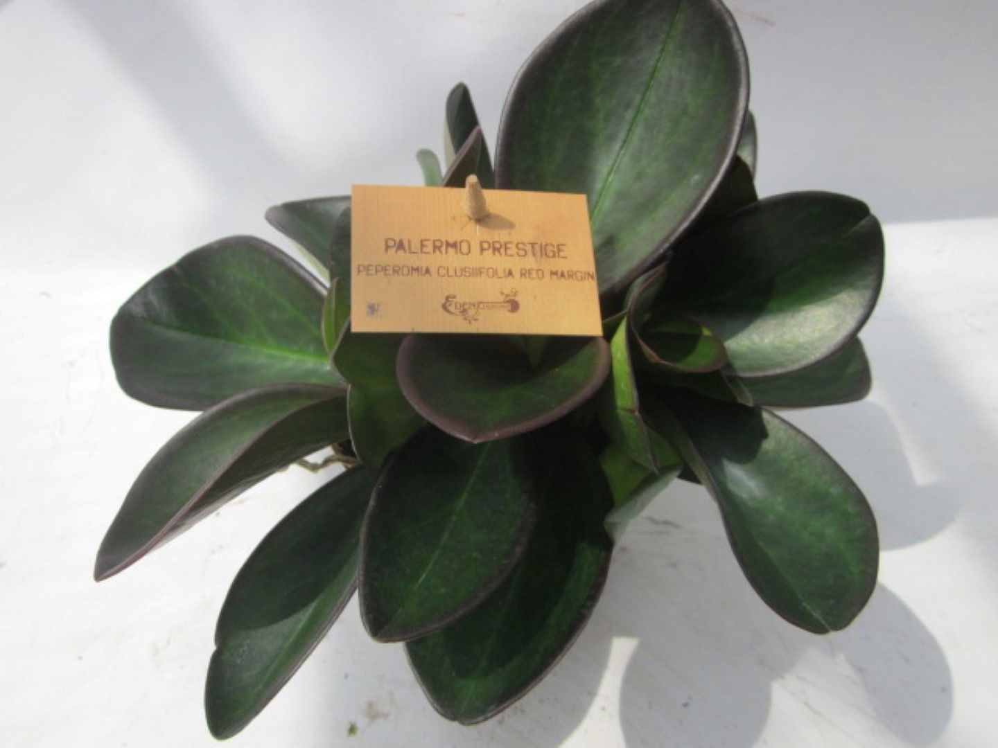 Warentuin natuurlijk 2 stuks! Peperomia clussifolia Red Margin - 