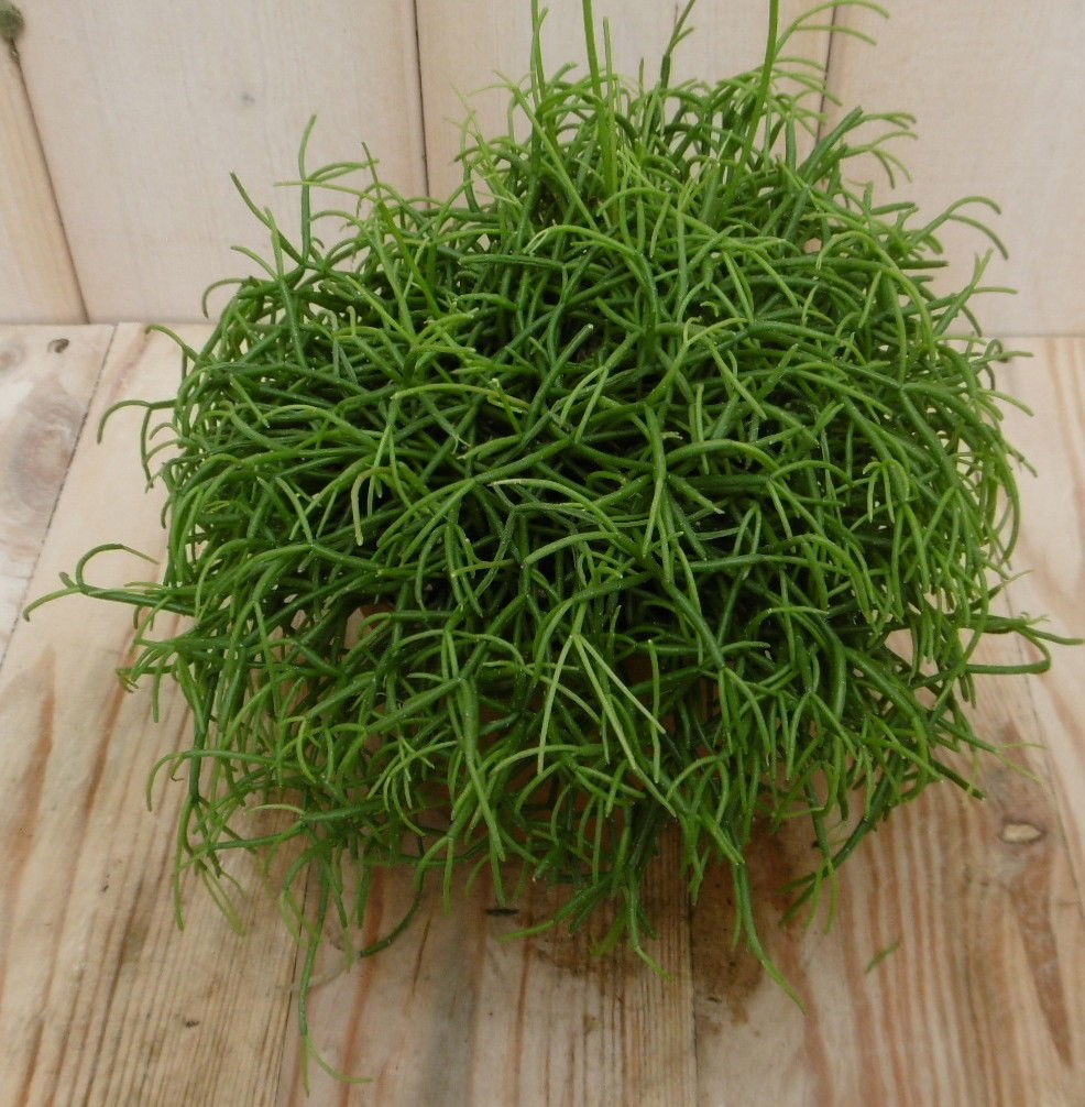 Warentuin natuurlijk 2 stuks! Rhipsalis cassutha - 