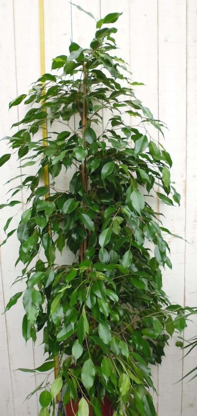 Warentuin natuurlijk Kamerplant Ficus Donkergroen 100 cm - 