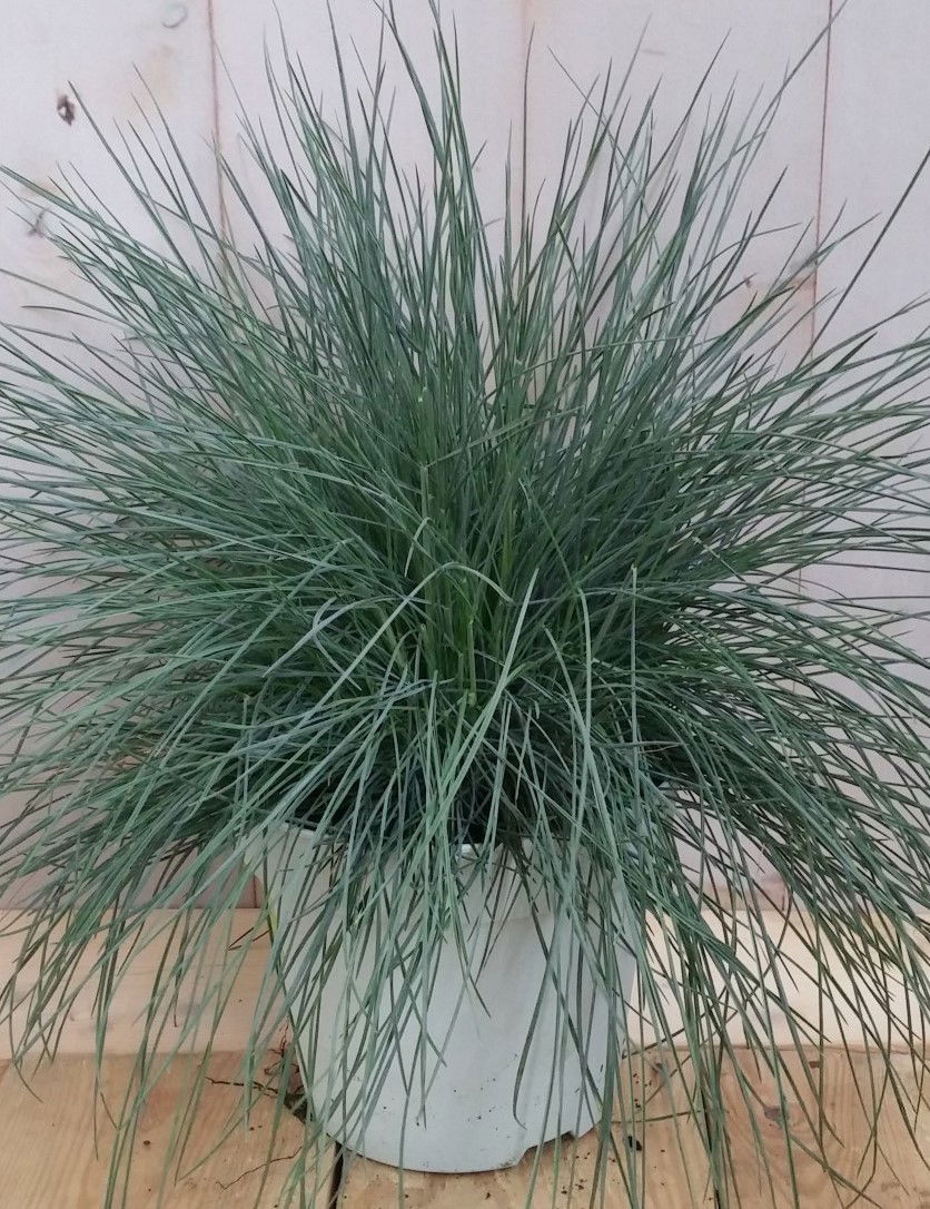 Warentuin natuurlijk 3 stuks! Blauw schapengras - 